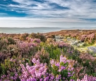 Music Monday: Wild Mountain Thyme